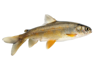 A vibrant freshwater fish resting elegantly on a clean surface showcasing its brilliant colors isolated on transparent background