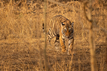 Young Bengal tiger in the dry forest of Ranthambhore National Park, India. Cub of famous tigress Arrowhead in its natural jungle habitat.