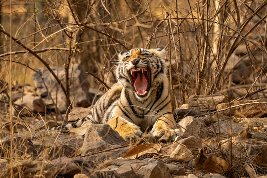 Young Bengal tiger in the dry forest of Ranthambhore National Park, India. Cub of famous tigress Arrowhead in its natural jungle habitat. - Powered by Adobe