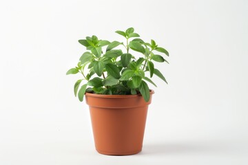 Obraz premium Lush green mint plant thriving in a terracotta pot against a minimalist white backdrop isolated on transparent background