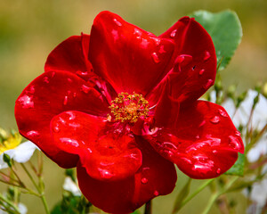 Vibrant red rose glistens after rain in a sunny garden filled with blooming flowers