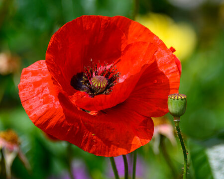 Bright red poppy flower blooms in a lush garden setting during the warm afternoon light - Powered by Adobe