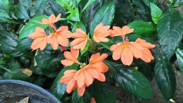 Peach Firecracker Flower (Crossandra infundibuliformis) bloom and vibrant orange Aboli blossom detail from a blooming firecracker plant, a tropical peach flower cluster