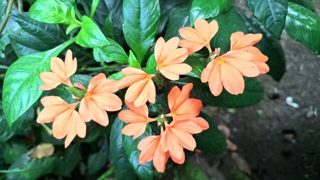 Peach Firecracker Flower (Crossandra infundibuliformis) bloom and vibrant orange Aboli blossom detail from a blooming firecracker plant, a tropical peach flower cluster