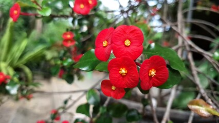 Beautiful red blooms of Euphorbia milii (Crown of Thorns) with fresh green foliage, a vibrant image...