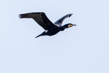 雁行飛翔する美しいカワウ（ウ科）の群れ
英名学名：Great Cormorant (Phalacrocorax carbo, family comprising Cormorants)
栃木県栃木市渡良瀬遊水地-2025

