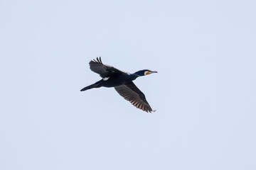 雁行飛翔する美しいカワウ（ウ科）の群れ
英名学名：Great Cormorant (Phalacrocorax carbo, family comprising Cormorants)
栃木県栃木市渡良瀬遊水地-2025
