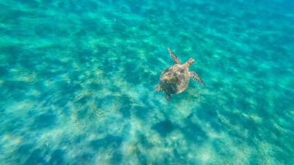 Sea turtle swimming with fins out in crystal clear ocean water and shimmering sunlight in Amed, Bali Indonesia