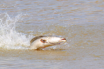 Fototapeta premium ライギョ（カルムチー、タイワンドジョウ科）がルアーで釣れた。 英名学名： Snakehead (Carmuchee, Channa argus, Formosan loach family) were caught on lures. 栃木県栃木市渡良瀬遊水地-2025 