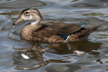 Colorful wood duck swimming gracefully in a calm pond during sunny afternoon