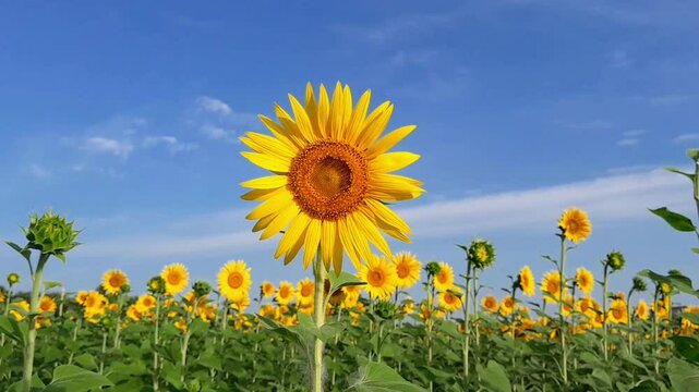 Sunflower flower , Dakop, Khulna, Bangladesh,2025.