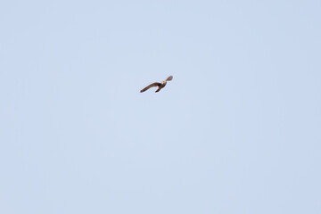 狩りのためにホバリングする美しいチョウゲンボウ（ハヤブサ科）
英名学名：Common Kestrel (Falco tinnunculus : family comprising falcons)
栃木県栃木市渡良瀬遊水地-2025
