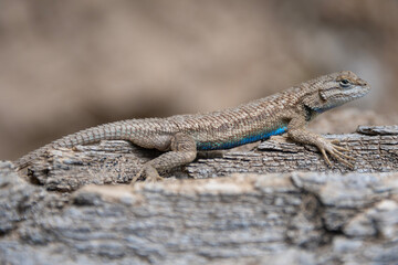 Colorful lizard basking on a natural log in a sunny environment