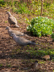 Group Of Wild Pigeons and Sparrows in a Sunny Garden Setting