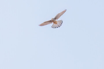 狩りのためにホバリングする美しいチョウゲンボウ（ハヤブサ科）
英名学名：Common Kestrel (Falco tinnunculus : family comprising falcons)
栃木県栃木市渡良瀬遊水地-2025
