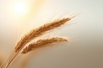 Fototapeta premium Golden wheat stalks gently swaying in warm sunlight symbolize ab