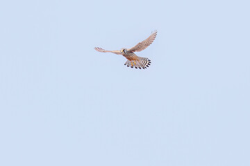狩りのためにホバリングする美しいチョウゲンボウ（ハヤブサ科）
英名学名：Common Kestrel (Falco tinnunculus : family comprising falcons)
栃木県栃木市渡良瀬遊水地-2025
