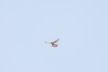 狩りのためにホバリングする美しいチョウゲンボウ（ハヤブサ科）
英名学名：Common Kestrel (Falco tinnunculus : family comprising falcons)
栃木県栃木市渡良瀬遊水地-2025
