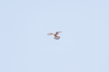 狩りのためにホバリングする美しいチョウゲンボウ（ハヤブサ科）
英名学名：Common Kestrel (Falco tinnunculus : family comprising falcons)
栃木県栃木市渡良瀬遊水地-2025
