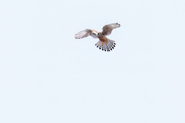 狩りのためにホバリングする美しいチョウゲンボウ（ハヤブサ科）
英名学名：Common Kestrel (Falco tinnunculus : family comprising falcons)
栃木県栃木市渡良瀬遊水地-2025
