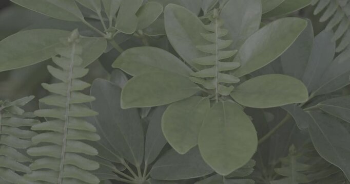 Ungraded C LOG 2, Green Leafs Of Heptapleurum And Ferns Leaves Green Foliage Natural Floral Background. Ferns Leaves Green Foliage In Summer Forest. Green Fern Bushes. Heptapleurum Or Araliaceae