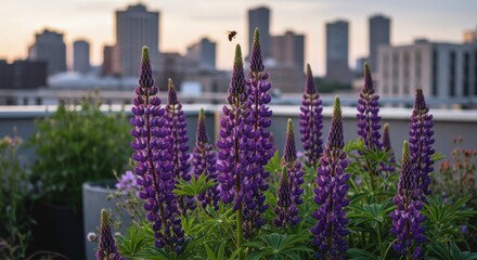 Naklejka premium Vibrant purple lupine fflowers in bloom on a rooftop garden, with a city skyline at sunset in the background