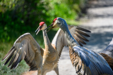 Sandhill cranes engage in courtship display along a nature trail during springtime nesting season