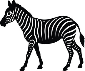 zebra isolated on white