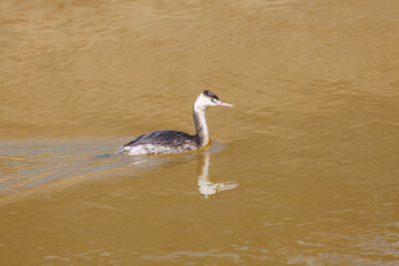 湖で餌を探す美しいカンムリカイツブリ（カイツブリ科）
英名学名：Great Crested Grebe (Podiceps cristatus, family Grebe Podiceps) 
栃木県栃木市渡良瀬遊水地-2025
