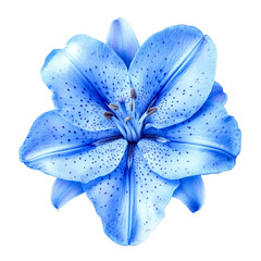 blue lily flower isolated on black