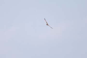 狩りのために葦原を飛翔する美しいハイイロチュウヒ（タカ科）
英名学名：Northern harrier (Circus cyaneus, family comprising hawks) 
栃木県栃木市渡良瀬遊水地-2025

