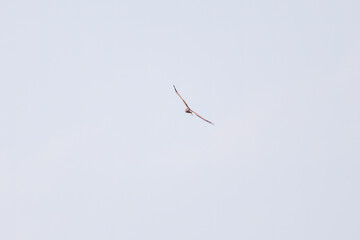 狩りのために葦原を飛翔する美しいハイイロチュウヒ（タカ科）
英名学名：Northern harrier (Circus cyaneus, family comprising hawks) 
栃木県栃木市渡良瀬遊水地-2025
