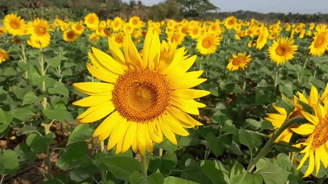 Sunflower flower, Dakop, Khulna, Bangladesh,2025.