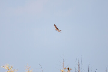 狩りのために葦原を飛翔する美しいハイイロチュウヒ（タカ科）
英名学名：Northern harrier (Circus cyaneus, family comprising hawks) 
栃木県栃木市渡良瀬遊水地-2025

