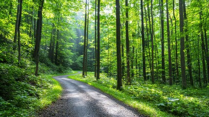 Obraz premium Sun Dappled Path Through Lush Green Forest