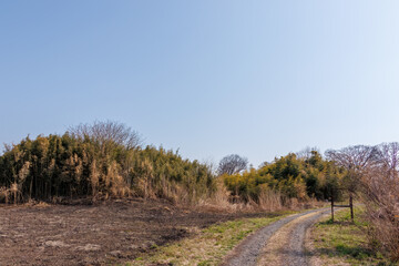 Obraz premium ヨシ焼き直後の葦原。 葦が焼き尽くされて見渡しが良くなっている。 栃木県栃木市渡良瀬遊水地-2025 