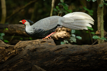 A striking male Kalij pheasant with vivid red face and elegant white tail walking on a fallen log in a forest, captured in beautiful natural light...
