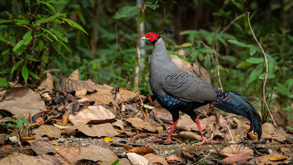 A striking Siamese Fireback pheasant with red face and elegant plumage walking on dry forest ground covered in fallen leaves.