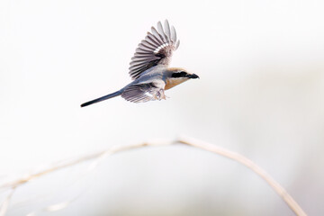 飛翔する美しいモズ（モズ科）
英名学名：Bull-headed shrike (Lanius bucephalus)
栃木県栃木市渡良瀬遊水地-2025
