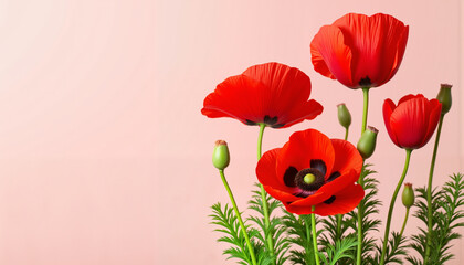 Fototapeta premium Vibrant red poppy flowers in minimalist composition, nature's beauty
