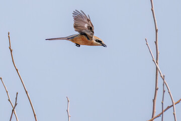 飛翔する美しいモズ（モズ科）
英名学名：Bull-headed shrike (Lanius bucephalus)
栃木県栃木市渡良瀬遊水地-2025
