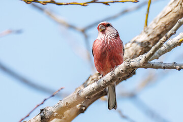新芽を食して枝を飛び回る可愛いベニマシコ（アトリ科）の群れ
英名学名：Long-tailed Rosefinch (Uragus sibiricus)
栃木県栃木市渡良瀬遊水地-2025
