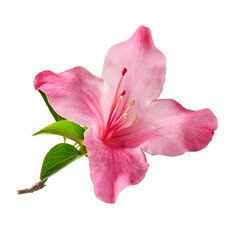 Pink weigela flower blossoming against translucent backdrop