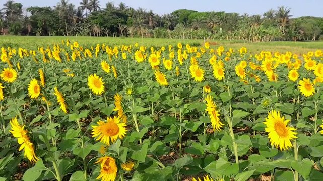 Sunflower flower, Dakop, Khulna, Bangladesh,2025.