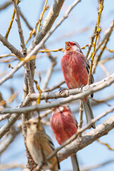 新芽を食して枝を飛び回る可愛いベニマシコ（アトリ科）の群れ
英名学名：Long-tailed Rosefinch (Uragus sibiricus)
栃木県栃木市渡良瀬遊水地-2025
