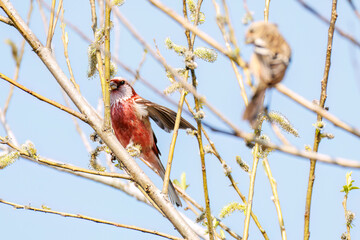 新芽を食して枝を飛び回る可愛いベニマシコ（アトリ科）の群れ
英名学名：Long-tailed Rosefinch (Uragus sibiricus)
栃木県栃木市渡良瀬遊水地-2025
