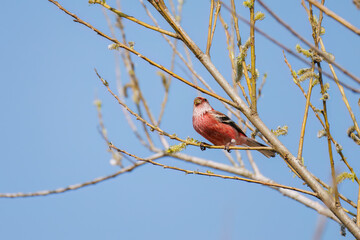 新芽を食して枝を飛び回る可愛いベニマシコ（アトリ科）の群れ
英名学名：Long-tailed Rosefinch (Uragus sibiricus)
栃木県栃木市渡良瀬遊水地-2025
