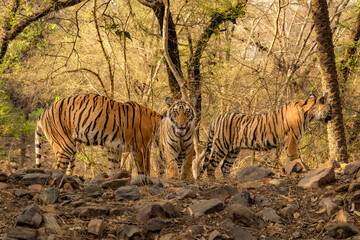 Young Bengal tiger in the dry forest of Ranthambhore National Park, India. Cub with famous tigress Arrowhead in its natural jungle habitat.
