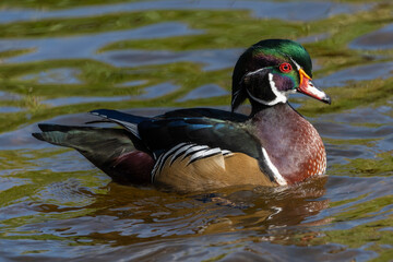 Beautiful wood duck swimming gracefully in a serene pond during daytime