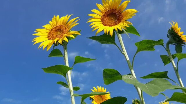 Sunflower flower, Dakop, Khulna, Bangladesh,2025.